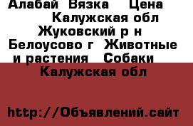 Алабай. Вязка. › Цена ­ 1 000 - Калужская обл., Жуковский р-н, Белоусово г. Животные и растения » Собаки   . Калужская обл.